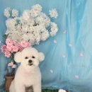 희희퍼피 이미지