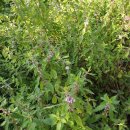 손해평가사 1차 - 재배학 및 원예작물학 이미지