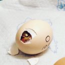 꼬꼬머꼬