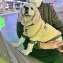 댕냥마트 이미지