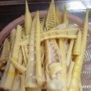 죽순 이미지