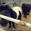 부안아리울승마장 이미지