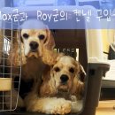 맥스켄넬 이미지