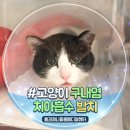 이루동물병원 | 고양이 구내염 치아흡수병변 증상 발치 치료하고 회복했어요