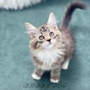 버디독 강아지분양 고양이분양 안심분양센터 인천점 이미지