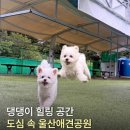 문수국제양궁장(주말,동절기) | 울산 애견공원 | 울산 남구 반려견 놀이터 | 애견운동장∙수영장 솔직후기
