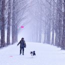 보더콜리 분양,인사도 할줄아는 80일 보더콜리 가정견 분양합니다. 이미지