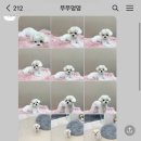 뚜뚜멍멍 이미지