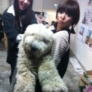 복슬 강아지 이미지