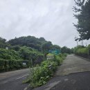 리틀미까사 이미지