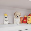 엘린퍼피 이미지