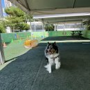 캠핑아일랜드 | 양주바베큐장 🐶강아지와 함께한 당일캠핑! GG 아일랜드 캠핑 바베큐장 후기