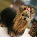 나의 코코 이미지