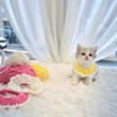 일산고양이분양 라라캣츠 이미지