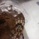 하이보리 이미지