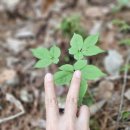 지리산야생삼 이미지