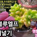 다육이 병해 예방 목적 엔힙칼슘17 2차 살포, 간장종지?에 블루엘프 분갈이 이미지