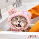 부산고양이미용&호텔 무냥무냥 대연점 이미지