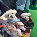 주문진관광유람선주식회사 | 강릉 아이랑 반려견 동반 [주문진 관광 유람선] 해상 관광 크루즈