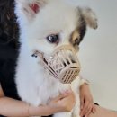 프라임 동물의료센터 | 12살 강아지 비장종양...(+프라임동물의료센터 비장종양 수술후기)