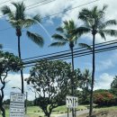 2435 | 하와이 마우이 카어나팔리 비치 &amp; 블랙락 비치 스노쿨링 후기｜거북이 100% 명소, 훌라그릴까지