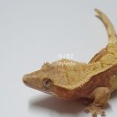 라피스게코 이미지