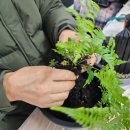 천연 공기청정기 숯부작 원예 | 원예 성인원예 가드닝수업 겨울원예수업 숯부작만들기...식물 가습작용식물 포천원예 양주원예 의정부원예