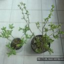 팔조령영농조합법인 이미지