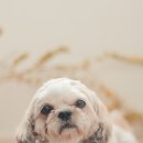 펫플러스(Pet Plus) 이미지