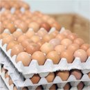 보나농장 이미지