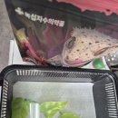 천안 파충류샵 드브센에서 천안 도마뱀 분양받은 후기, 천안 파충류 입문 추천!