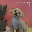까르르멍멍