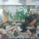 춘향골남원추어탕 이미지