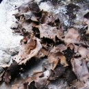 암에 좋은 자연산 석이버섯 이미지