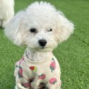 도그카페 이미지