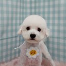 펫피파니 이미지