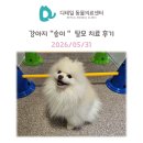 송이종합동물병원 | 철산 동물병원) 강아지 "송이" 탈모 치료 후기(feat. 더마 패키지)