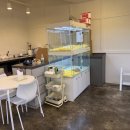 펫퍼스트 24시 강아지분양 고양이분양 파주운정점 이미지