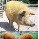 고기파마 이미지