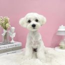 댕그루밍 이미지