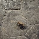 화이트래빗 풀빌라 이미지