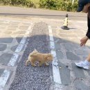 월령솔가 이미지