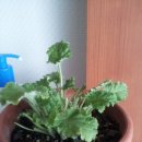 월경과 혼재 이미지