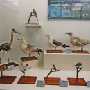 덕소자연사박물관 이미지