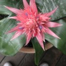 민들레울 이미지