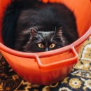 보듬 동물병원 이미지