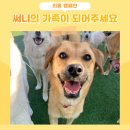 써니도그 이미지