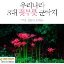 선운산(상사화축제)/고창(메밀꽃,해바라기축제) 이미지