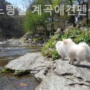 가평노팅힐계곡애견펜션 이미지