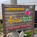 시대농장 | 논산 딸기체험 딸기농장 추천 내돈내산 리얼후기 꿀팁 (딸기모찌, 딸기청)